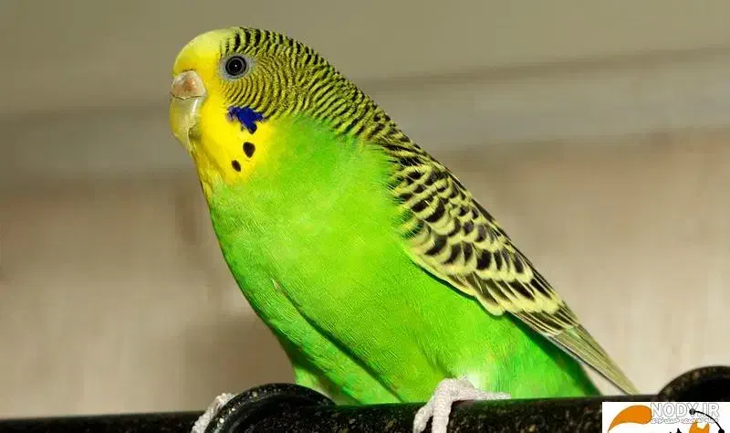 مرغ عشق گمشده|پرنده|بهمن صغاد, |دیوار