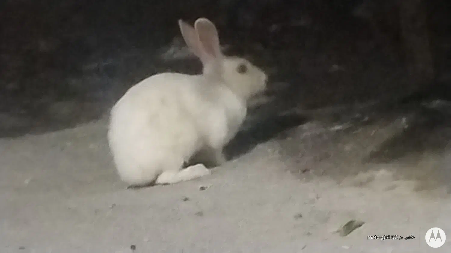 3عدد خرگوش|موش و خرگوش|توکهور, |دیوار