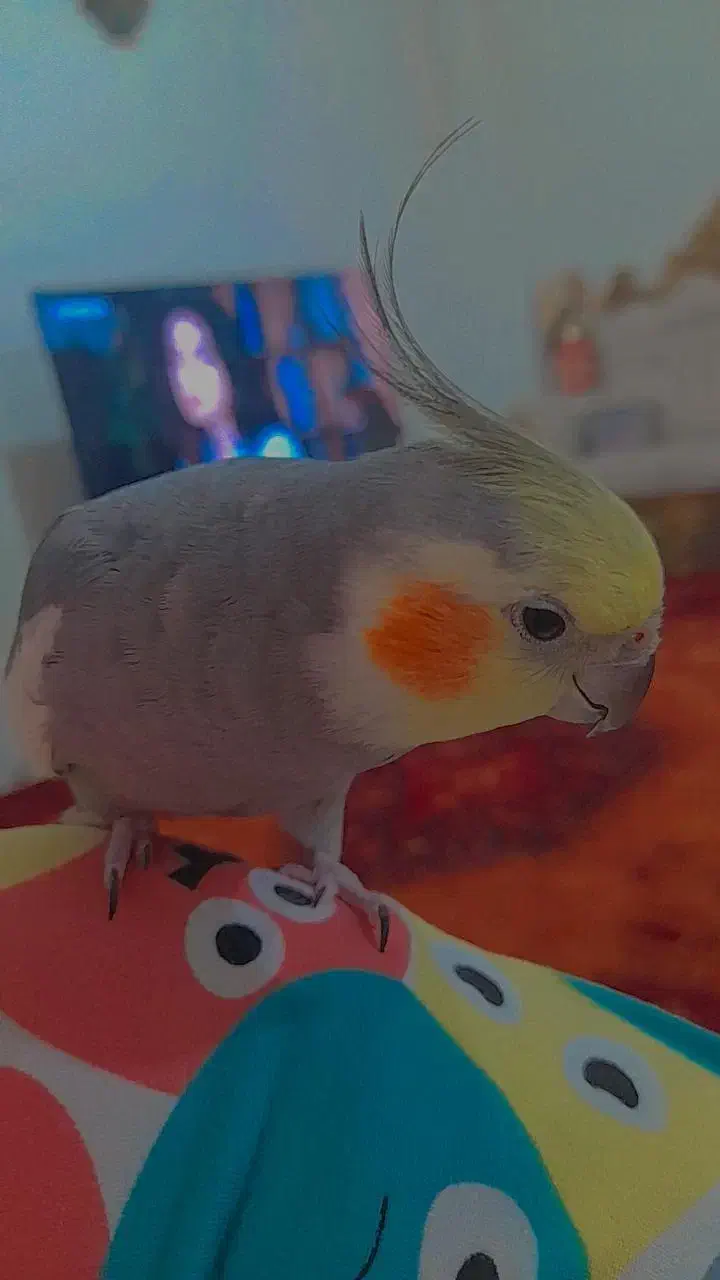 عروس هلندی نر سخنگو|پرنده|گرگان, |دیوار