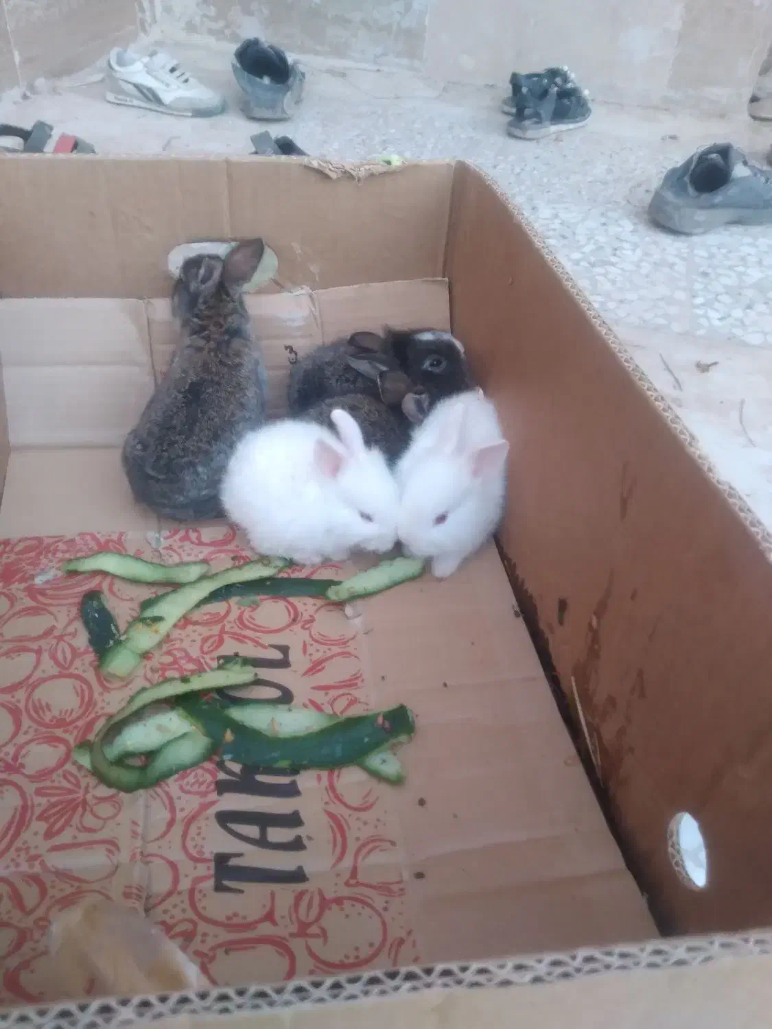 بچه خرگوش ناز وکوچولو|موش و خرگوش|بیرجند, |دیوار