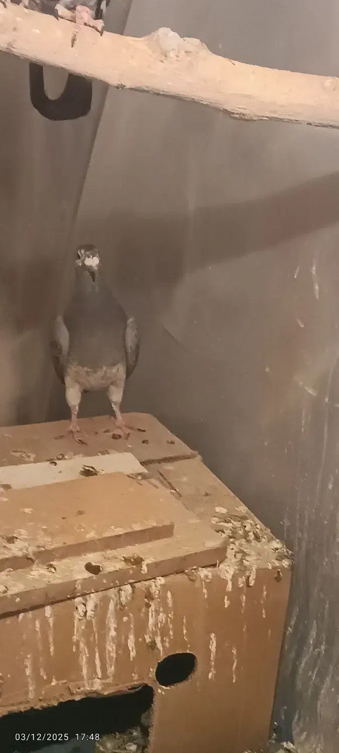 کبوتر پلاکی بزک|پرنده|شیراز, بازار|دیوار