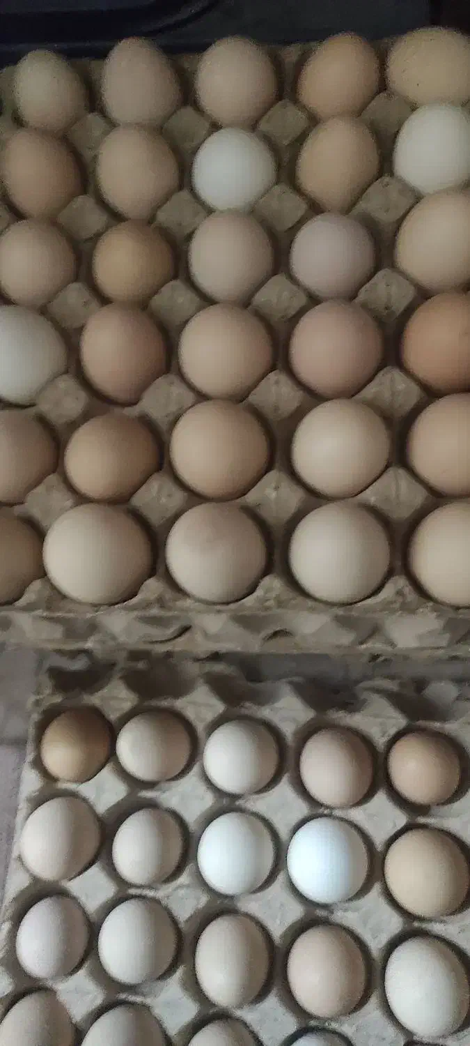 تخم مرغ محلی|خوردنی و آشامیدنی|مشهد, مشکینی (شهرک غرب)|دیوار