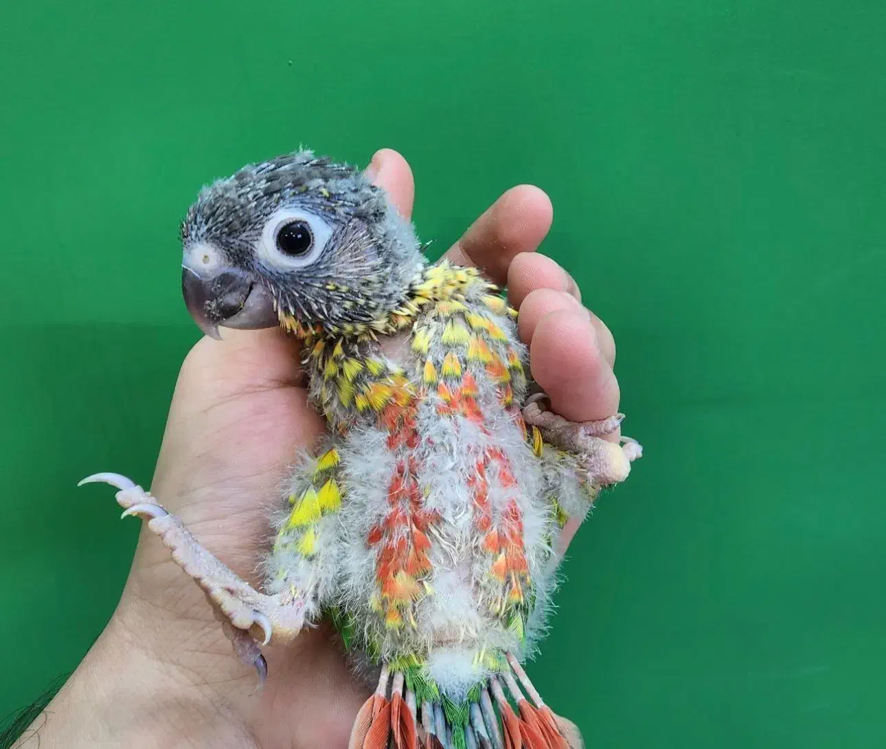 طوطی گرینچیک|پرنده|تبریز, |دیوار