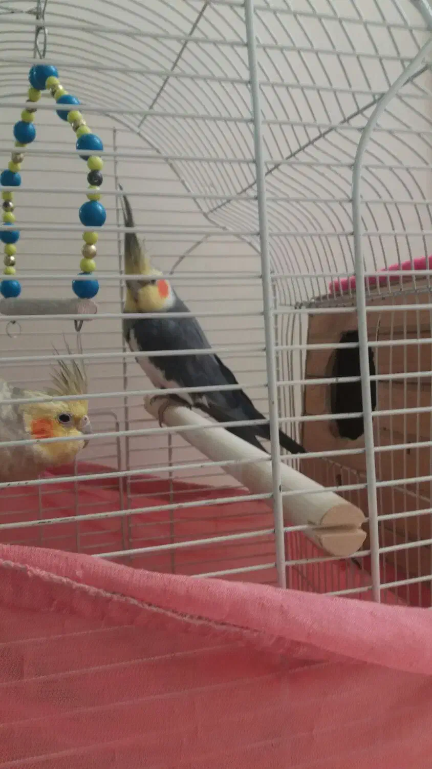 عروس هلندی جفت باقفس و وسایل|پرنده|ری, شهادت|دیوار