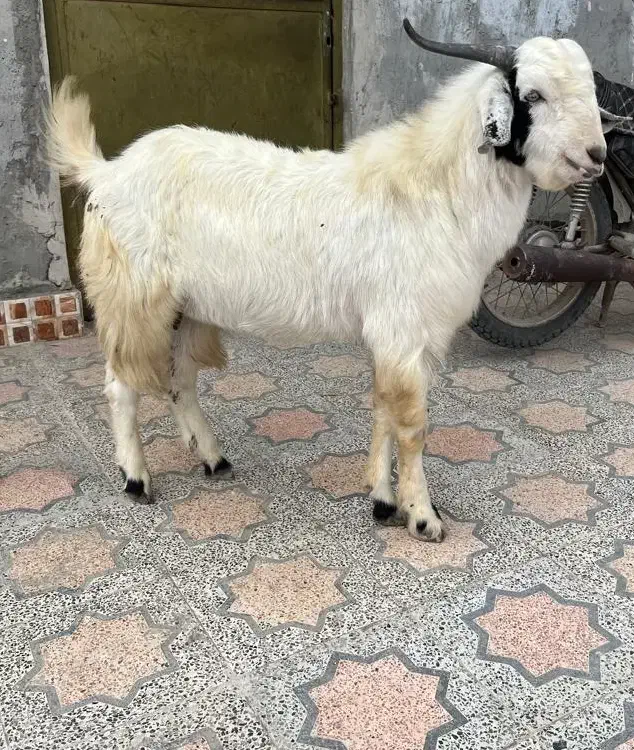 فروش دو عدد کهر نر سالم چاق|حیوانات مزرعه|بند زرک, |دیوار