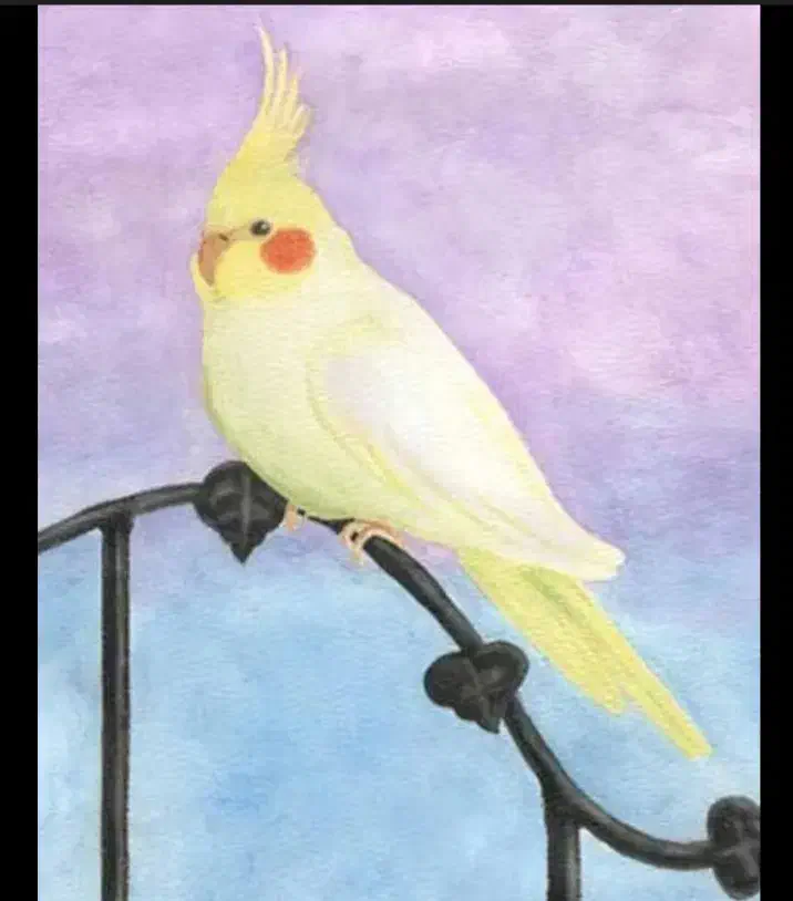 چند عدد عروس هلندی لوتینو نر و ماده  بالغ|پرنده|گنبد کاووس, |دیوار