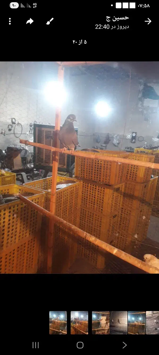 کبوتر پرسی|پرنده|قرچک, پویینک|دیوار