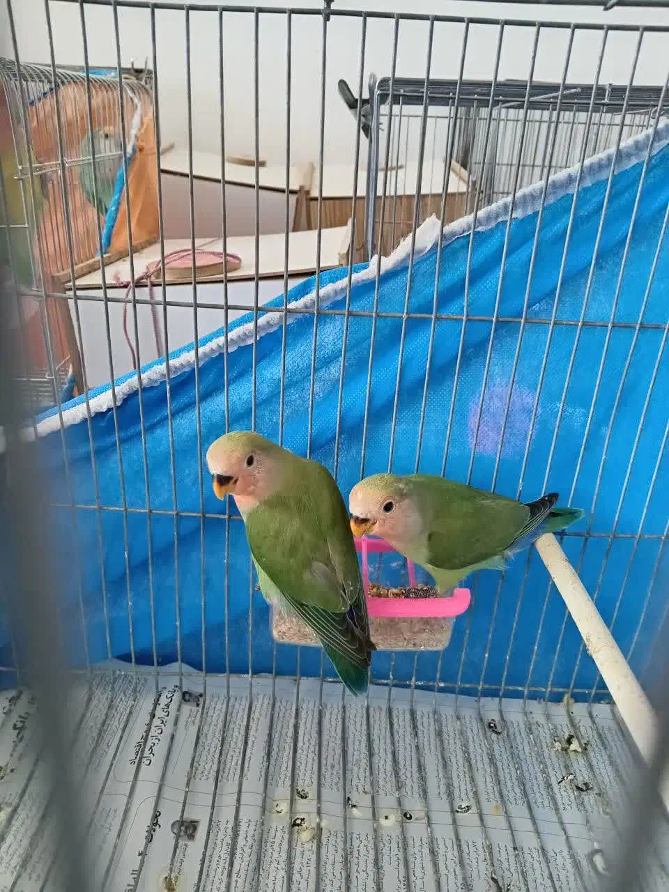 کوتوله برزیلی|پرنده|نجفآباد, سعدی|دیوار