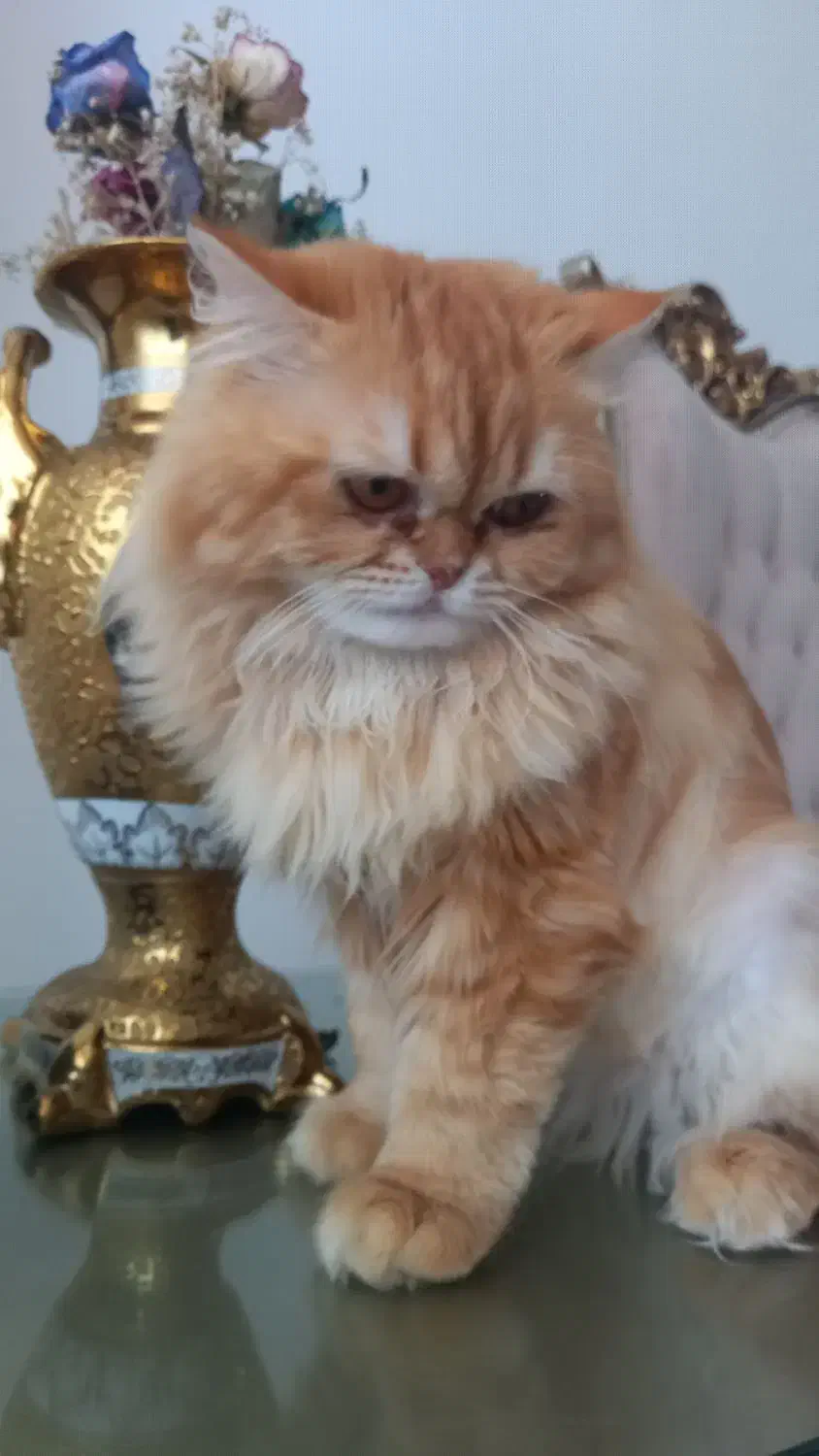 پرشین|گربه|اردبیل, |دیوار