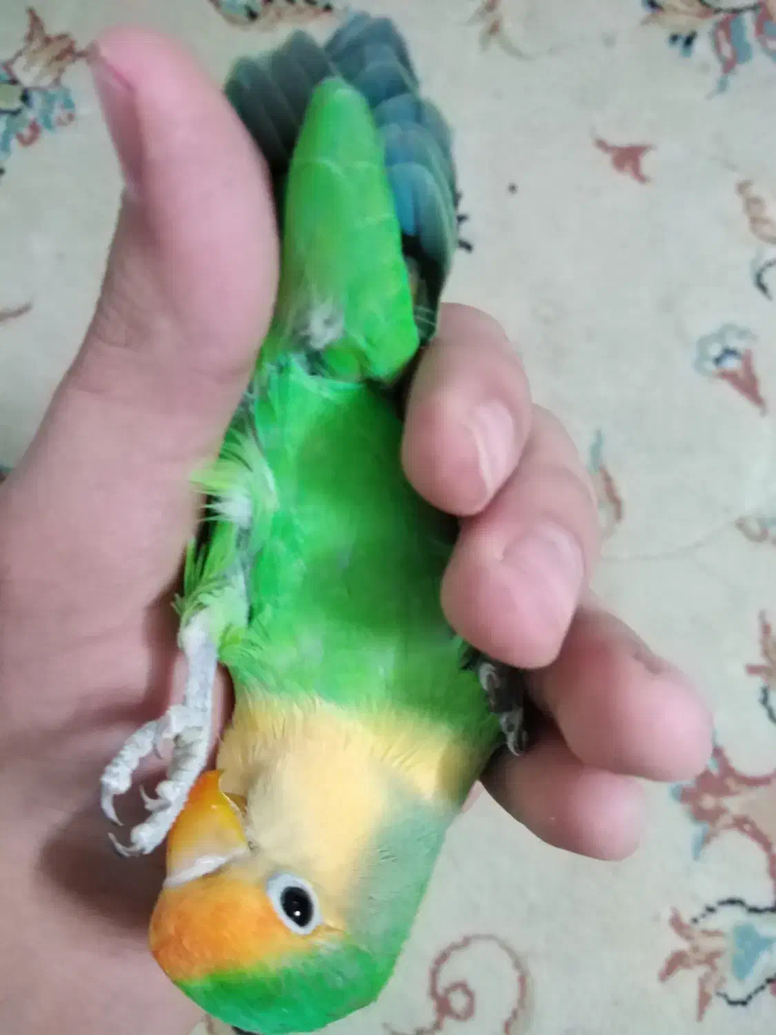 فروش طوطی|پرنده|بجنورد, |دیوار