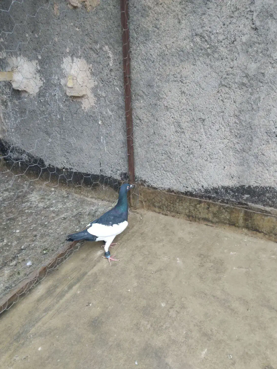 کبوتر|پرنده|مشهد, شهید معقول|دیوار