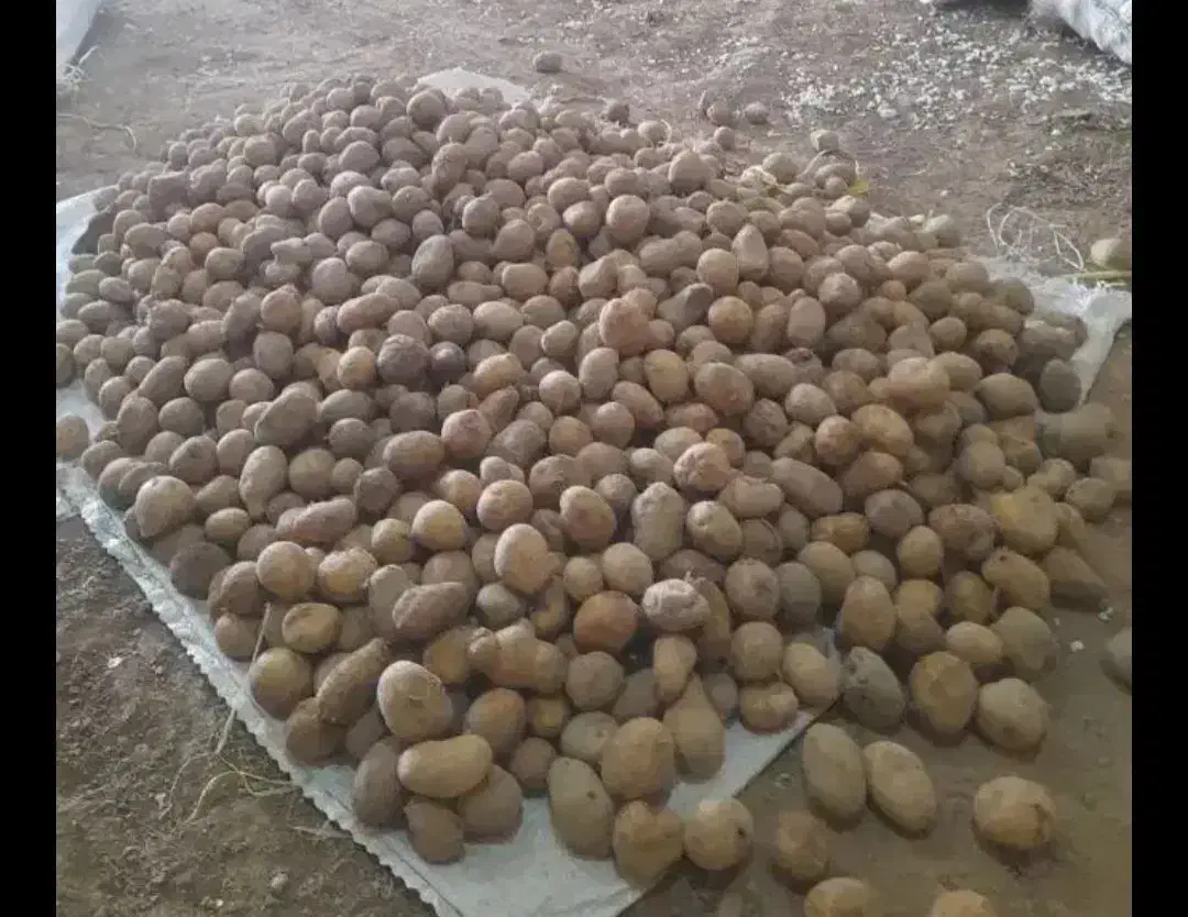 سیب زمینی دامی|لوازم جانبی حیوانات|بزینه رود, |دیوار