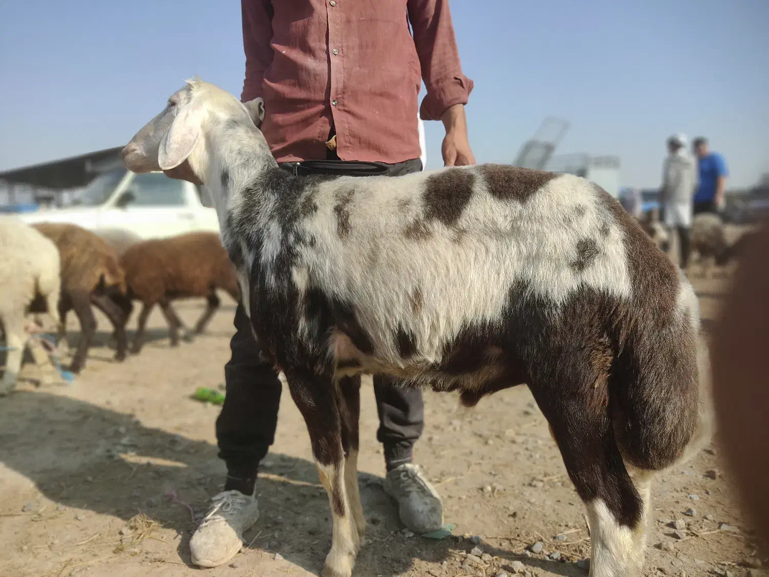 بره قوچ بروجردی اصل|حیوانات مزرعه|سیمین شهر, |دیوار