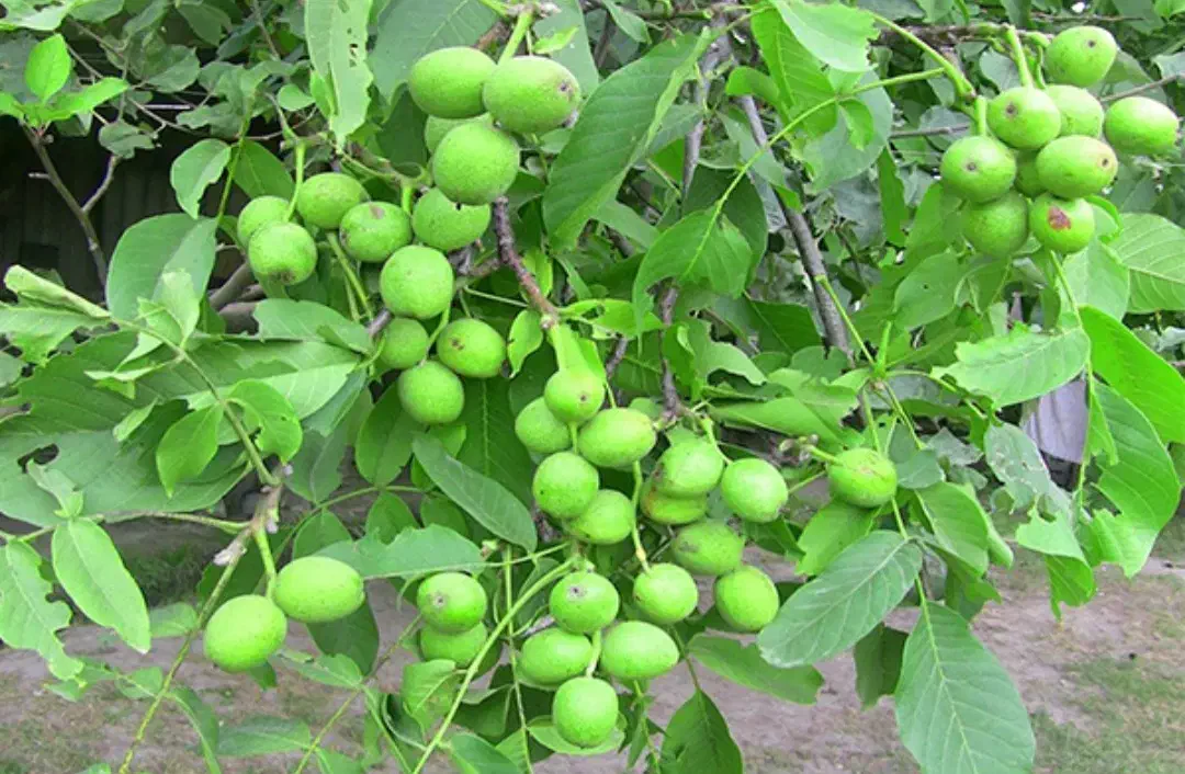 باغ گردو|فروش دفتر صنعتی، کشاورزی، تجاری|نهاوند, |دیوار