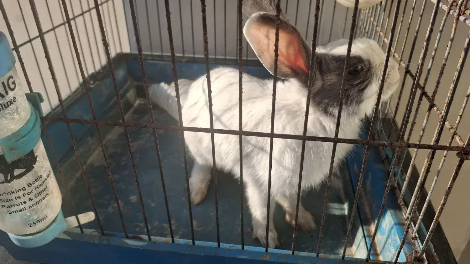 خرگوش خانگی بازیگوش|موش و خرگوش|زنجان, |دیوار