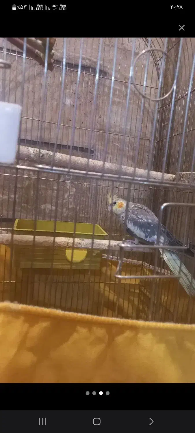 عروس هلندی|پرنده|ملارد, |دیوار