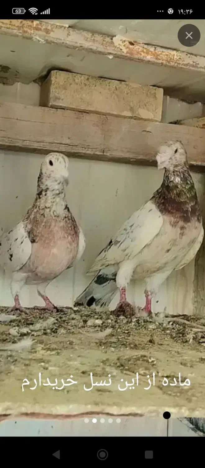 ماده سرور دانش|پرنده|سمنان, |دیوار