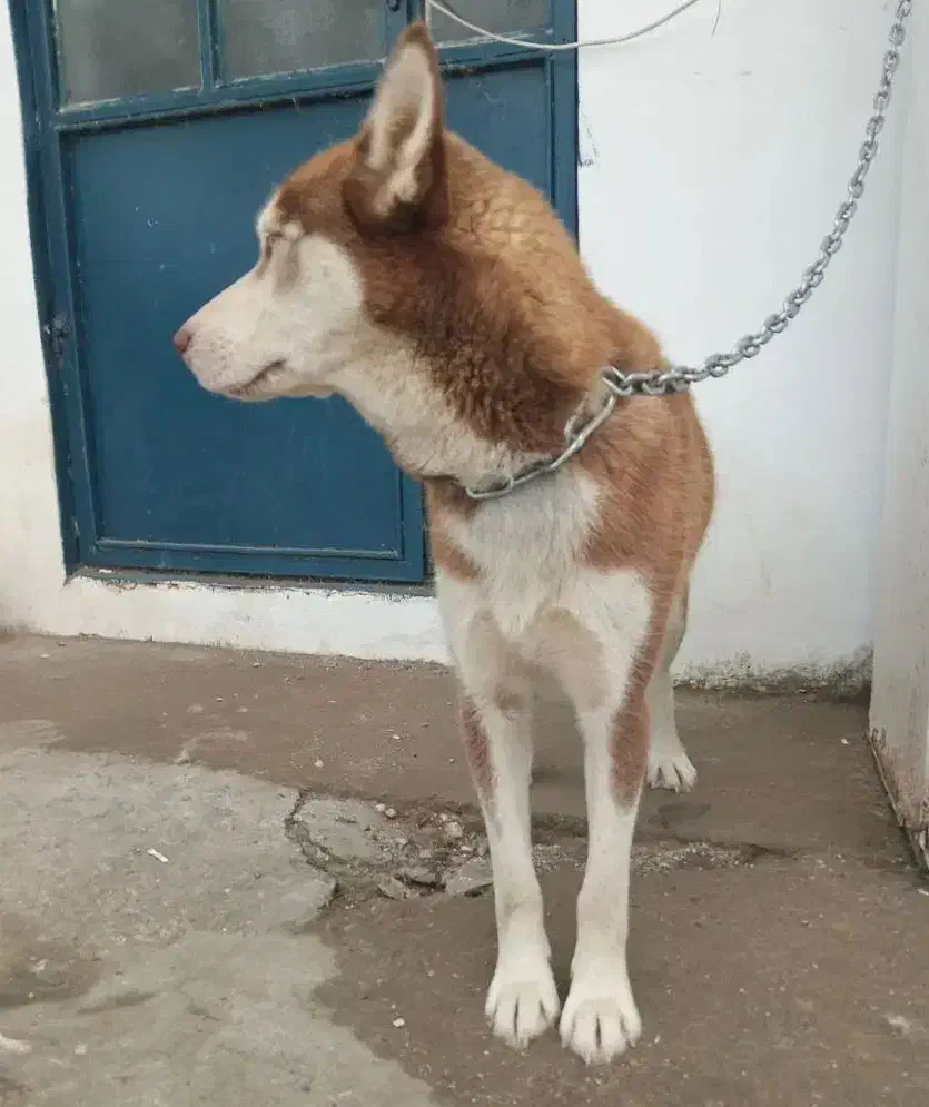 هاسکی سیبرین واگذاری|سگ|آستارا, |دیوار