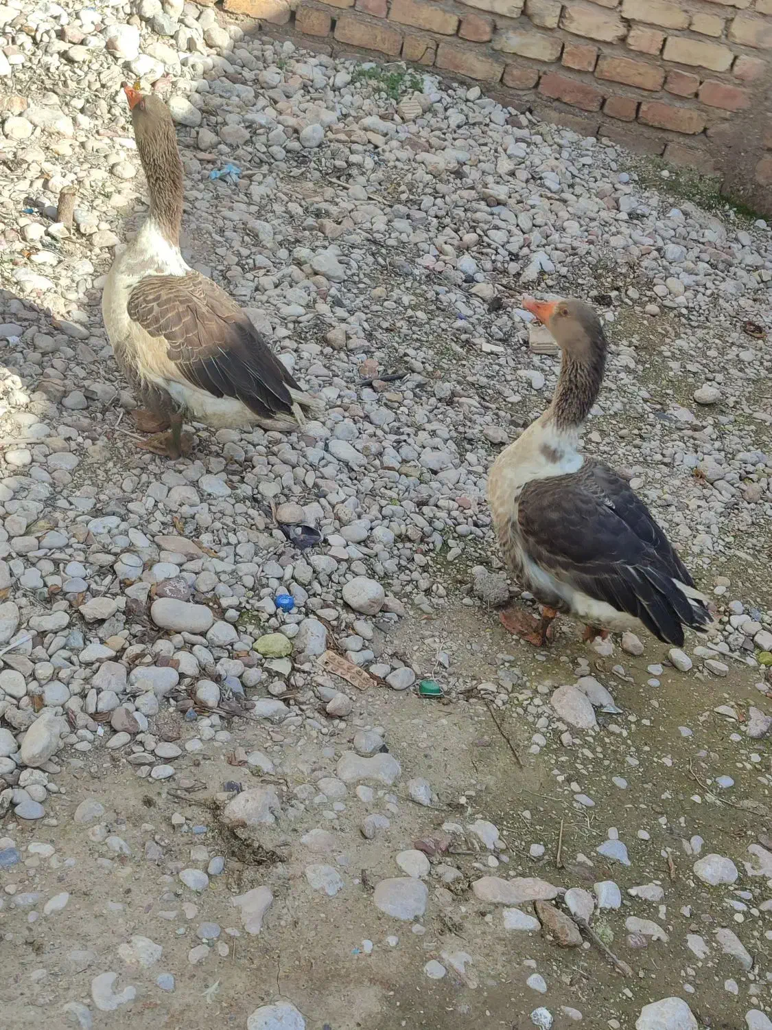 فروش غاز|حیوانات مزرعه|داراب, |دیوار