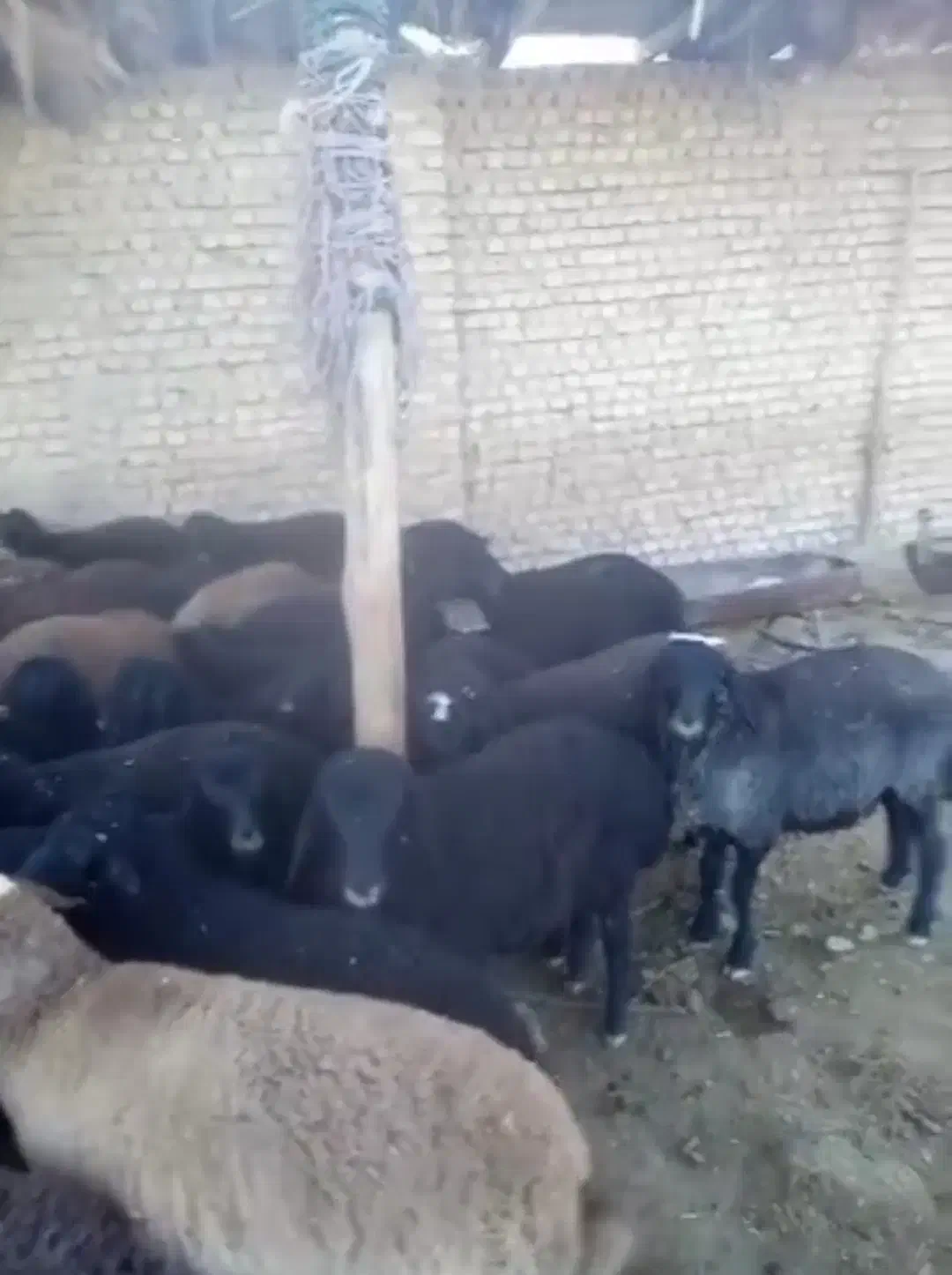 160 راس میش بره دار|حیوانات مزرعه|رضویه, |دیوار