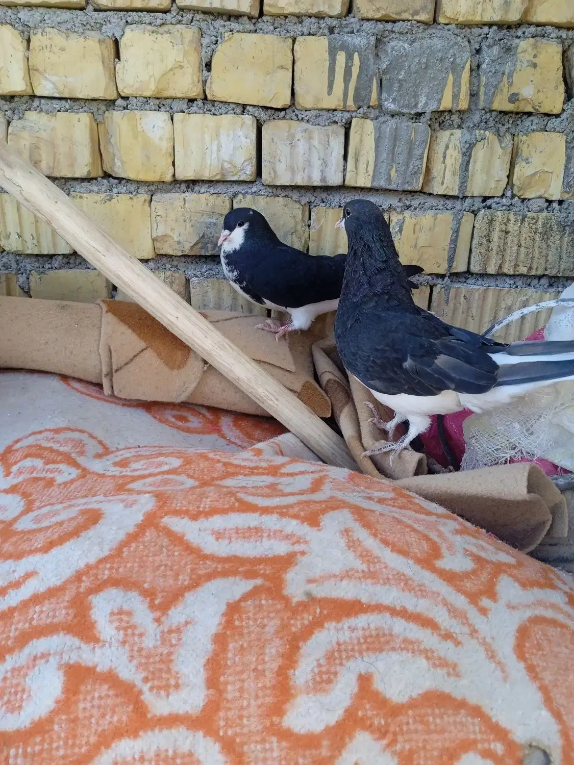 کبوتر|پرنده|فسا, |دیوار