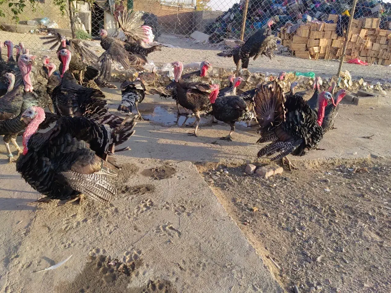 بوقلمون ماده برنز تخمگذار|حیوانات مزرعه|تهران, یافت آباد جنوبی|دیوار