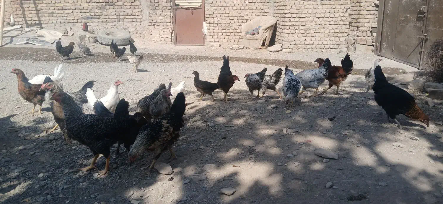 جوجه‌مرغ‌۵ماهه|حیوانات مزرعه|گلبهار, نوبهار|دیوار
