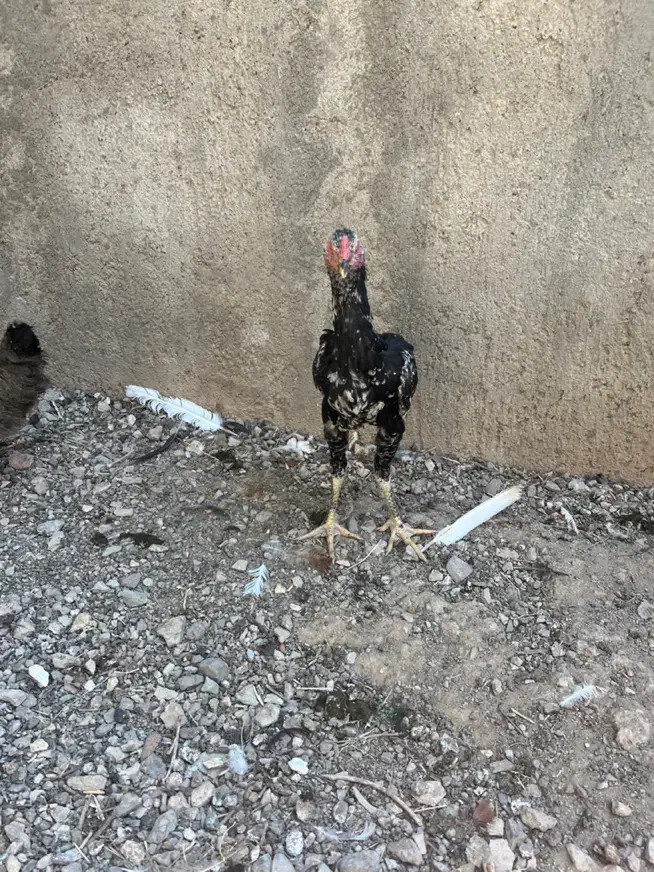 خروس مرغ لاری افغان پاکستانی|حیوانات مزرعه|تفرش, |دیوار