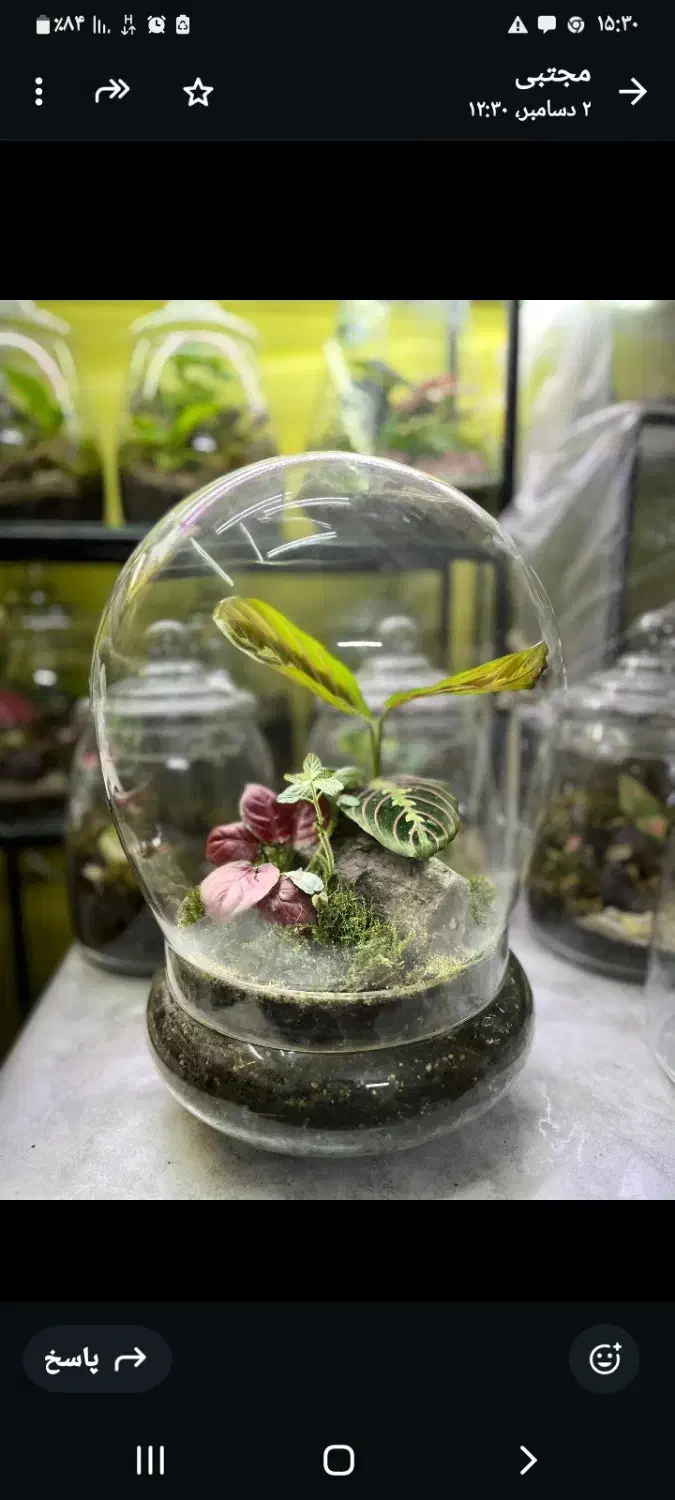 مرکز پخش تراریوم|گل و گیاه طبیعی|قزوین, |دیوار