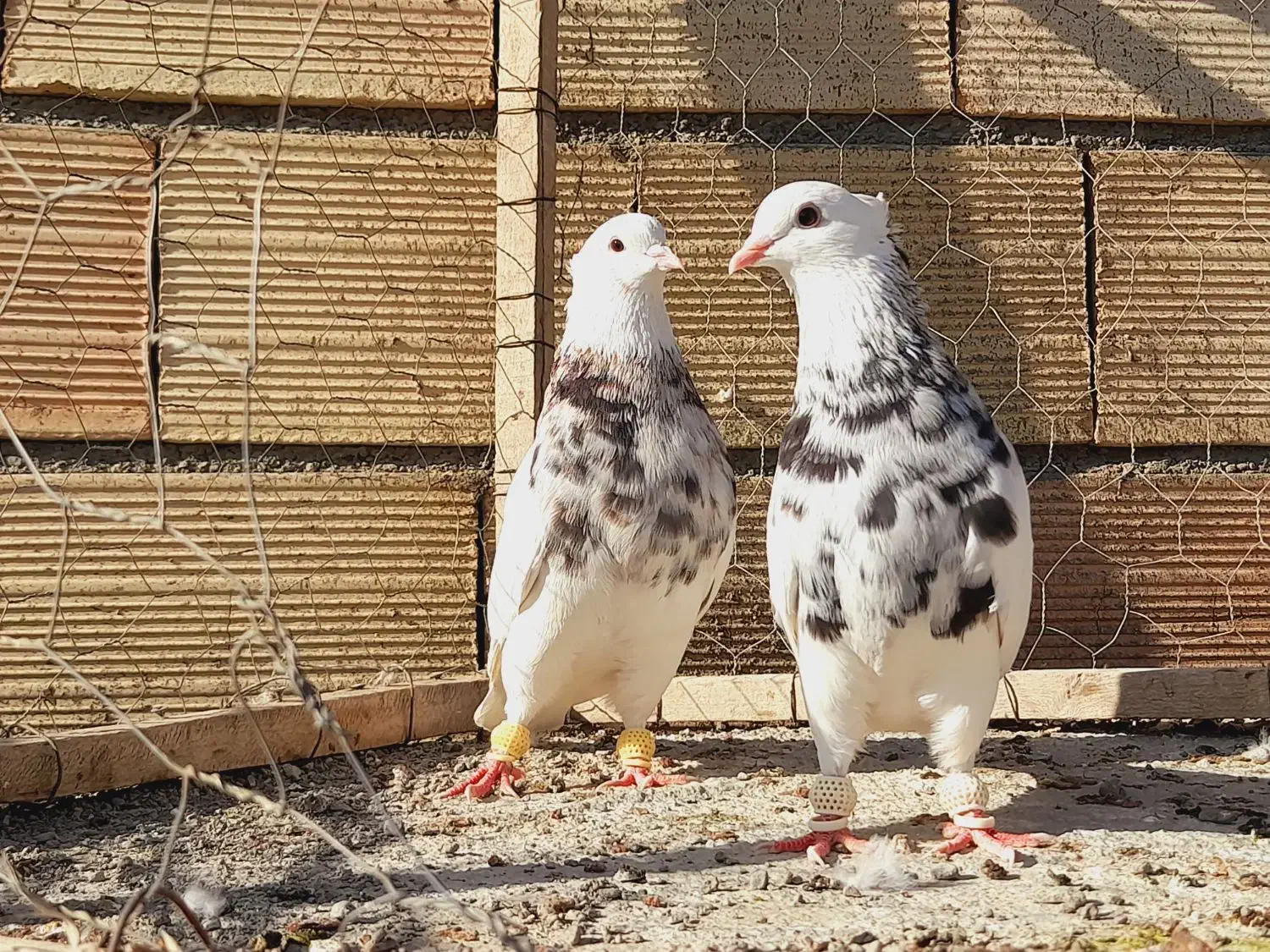 نروماده طوقی هفرنگ عتیغه اس اس|پرنده|مشهد, انقلاب|دیوار