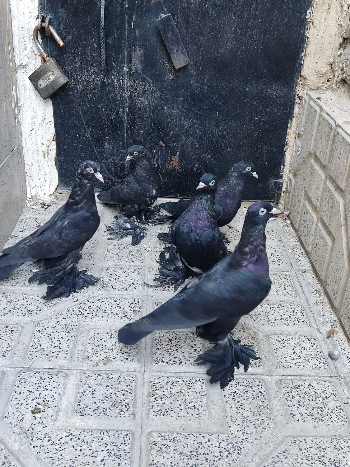 کبوتر قره آغ گوز آغ دمدیح|پرنده|اهر, |دیوار