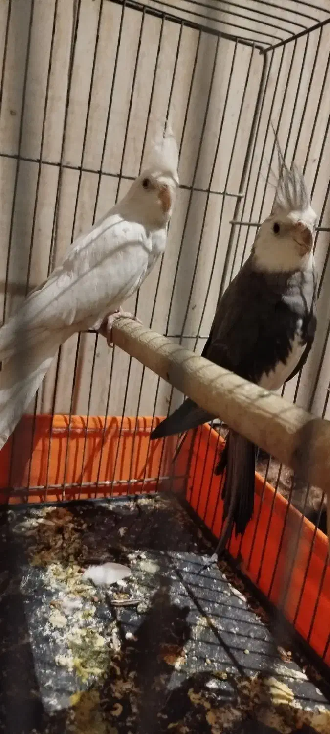 عروس هلندی مولد|پرنده|صباشهر, |دیوار