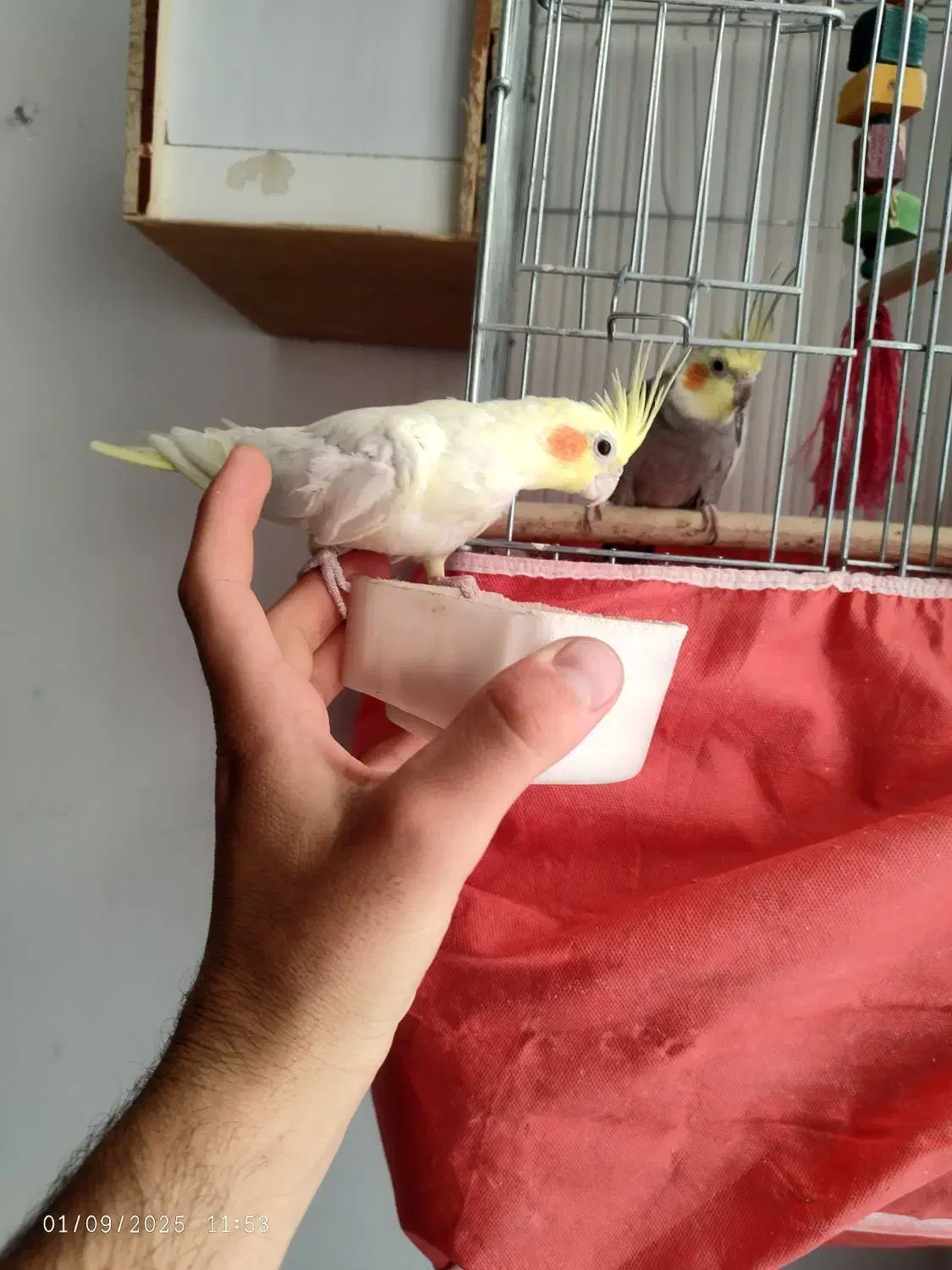 فروشی|پرنده|لالجین, |دیوار