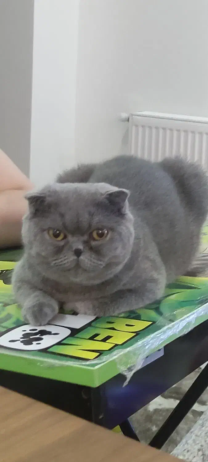 شهر گربه های مخملی|گربه|چهاردانگه (تهران), |دیوار