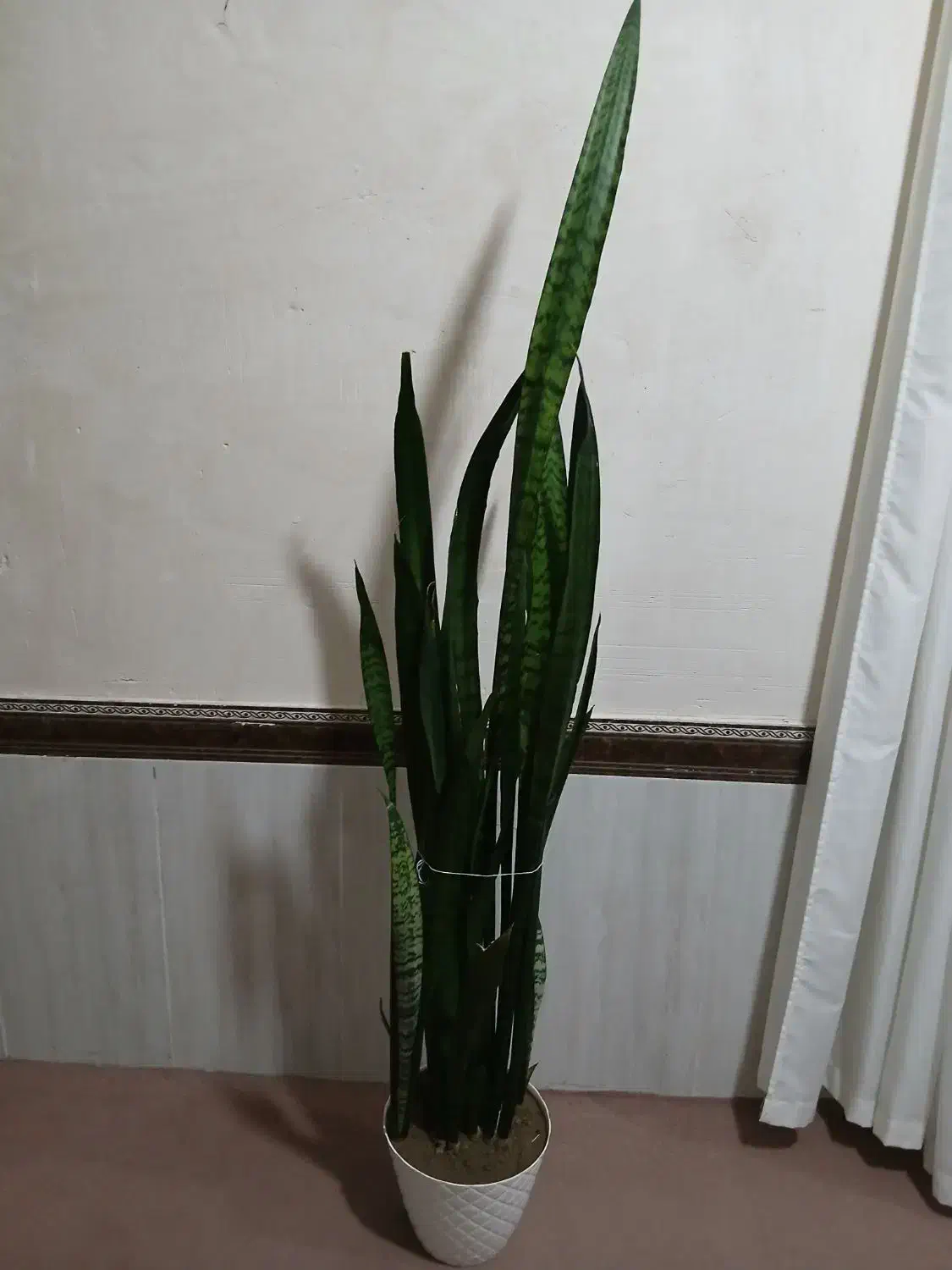 گل شمشیری|گل و گیاه طبیعی|مشگین شهر, |دیوار