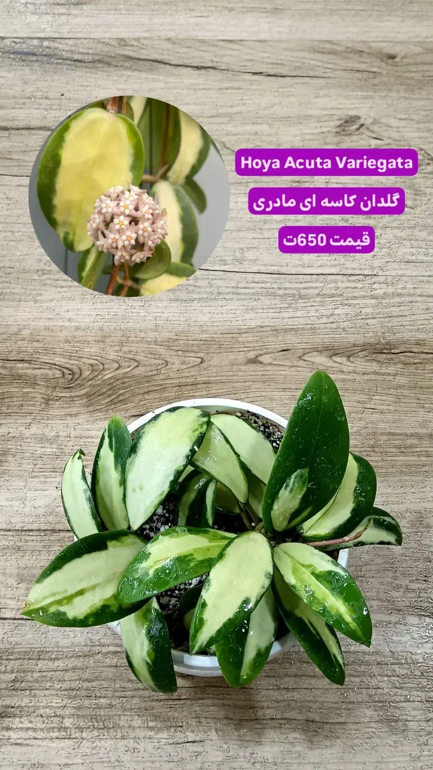 انواع بوته های مادری و خاص هویا Hoya|گل و گیاه طبیعی|لاهیجان, گلستان|دیوار