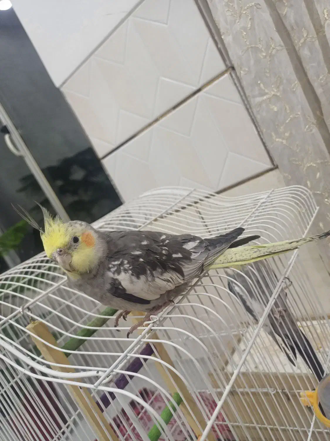 عروس هلندی|پرنده|مبارکه, |دیوار