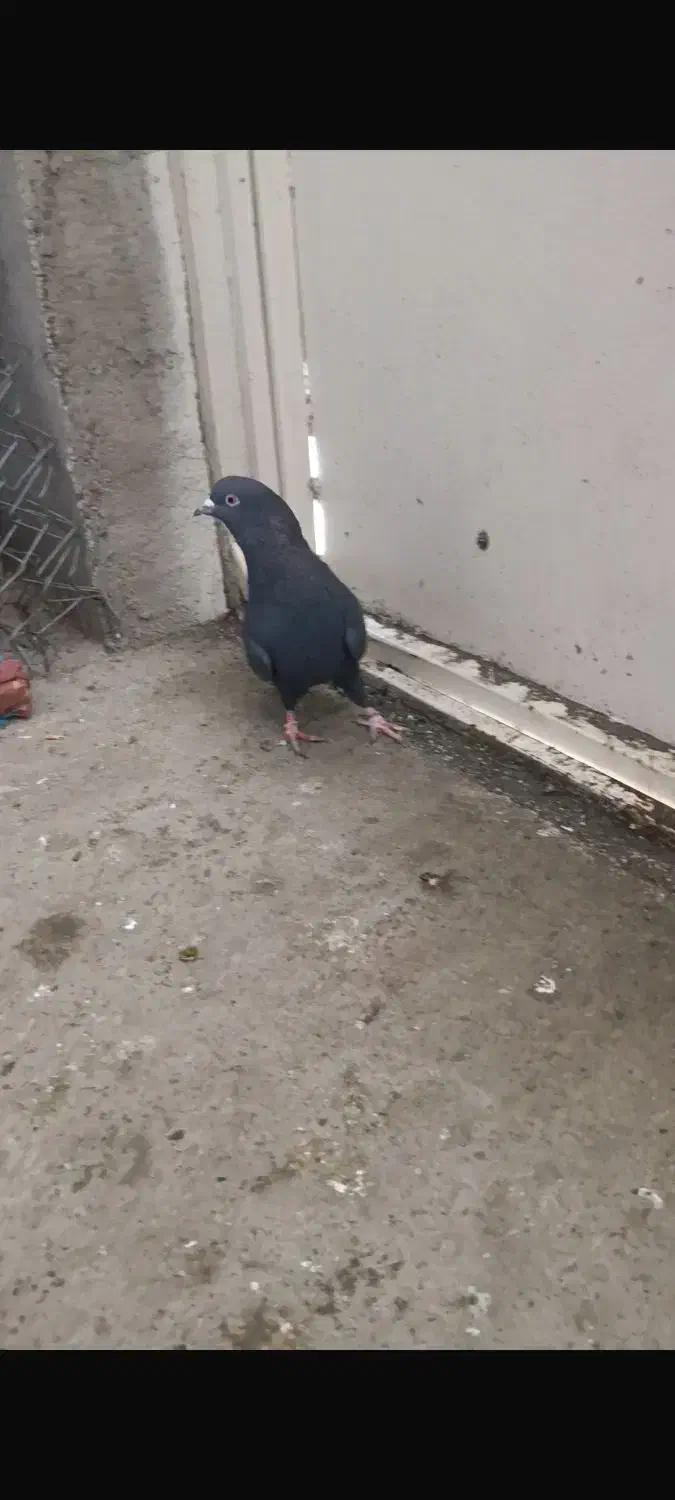 زاغ ماده|پرنده|سردشت, |دیوار