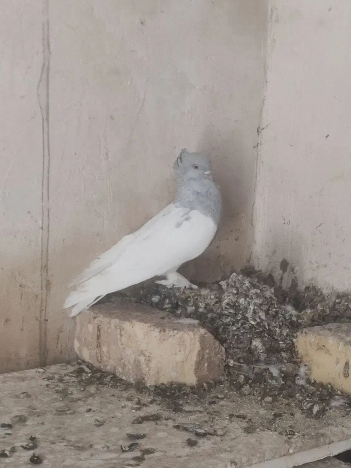 کفتر|پرنده|خفر, |دیوار