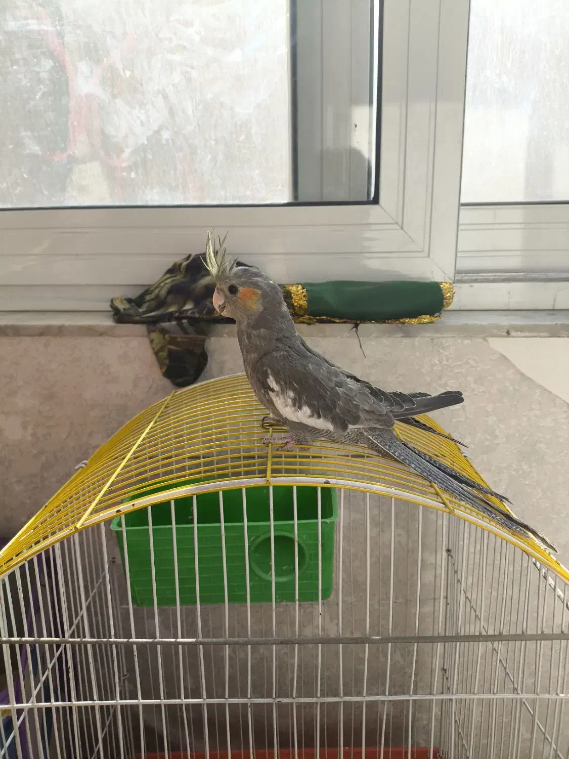 عروس هلندی|پرنده|فولادشهر, C4|دیوار