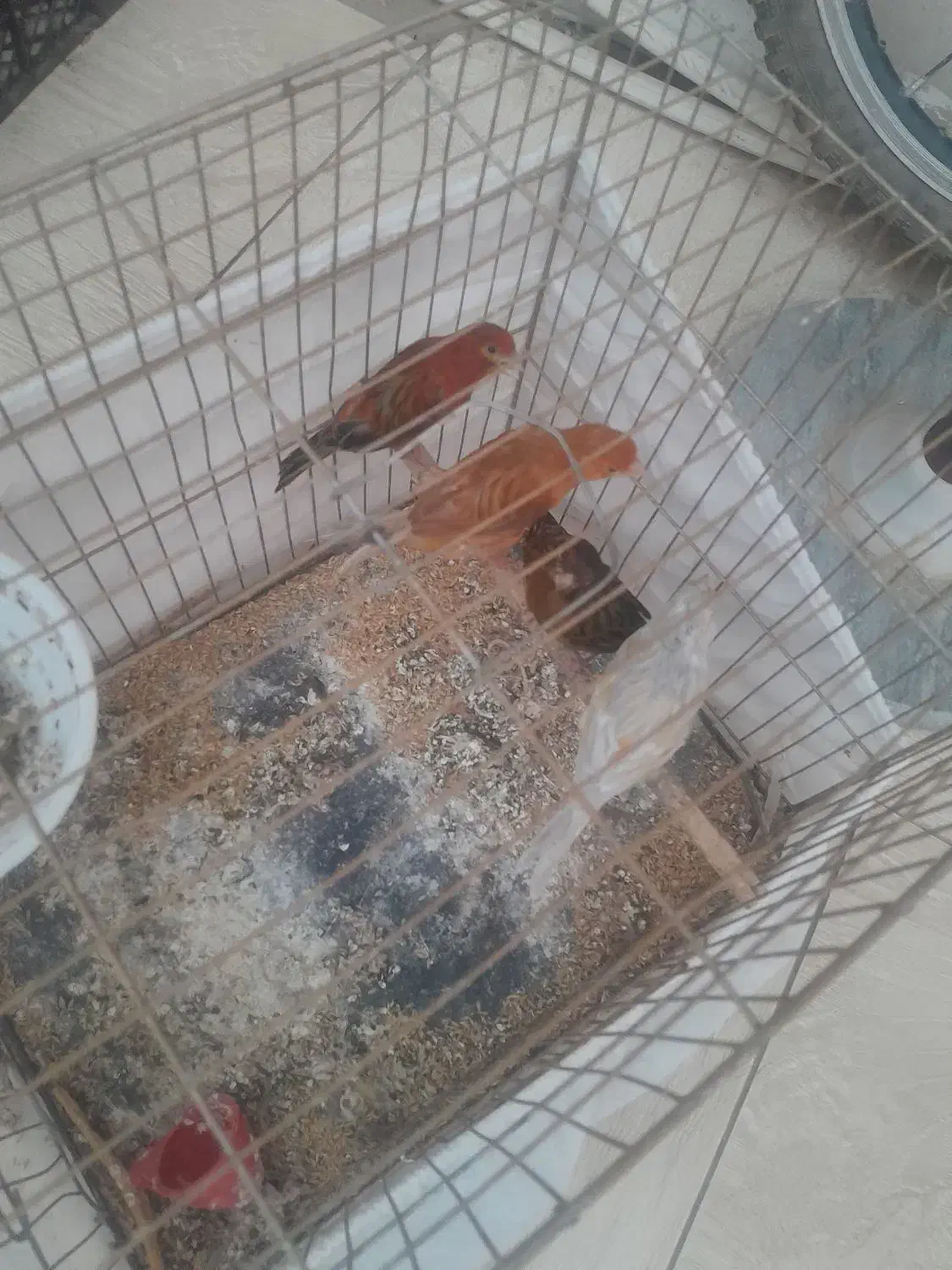 قناری سوخته سرخ|پرنده|جیرفت, |دیوار