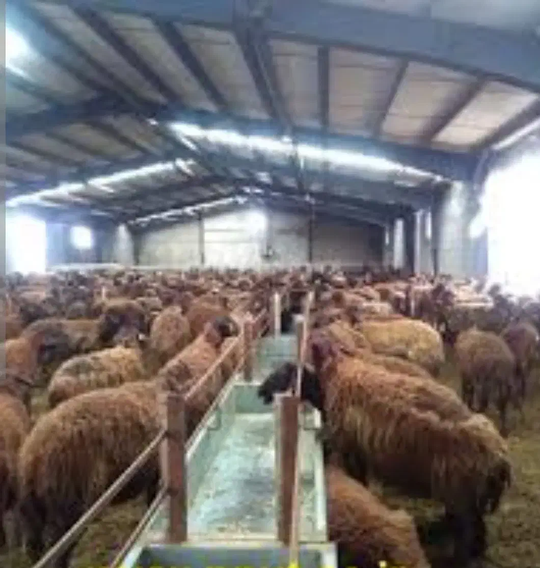 اجاره دامداری با امکانات|فروش دفتر صنعتی، کشاورزی، تجاری|بسطام, |دیوار