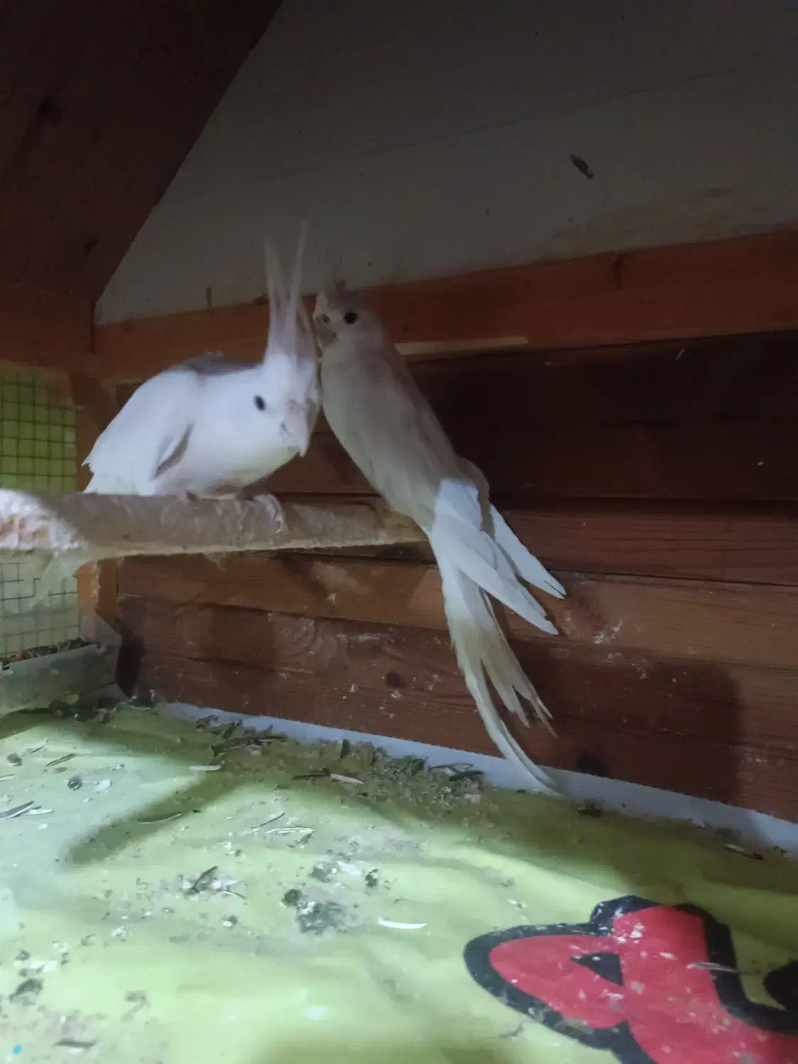 عروس هلندی فروشی|پرنده|زاهدان, |دیوار