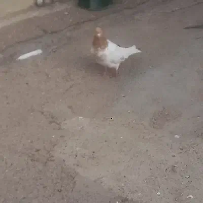 باشی ساری نر مست|پرنده|اردبیل, |دیوار