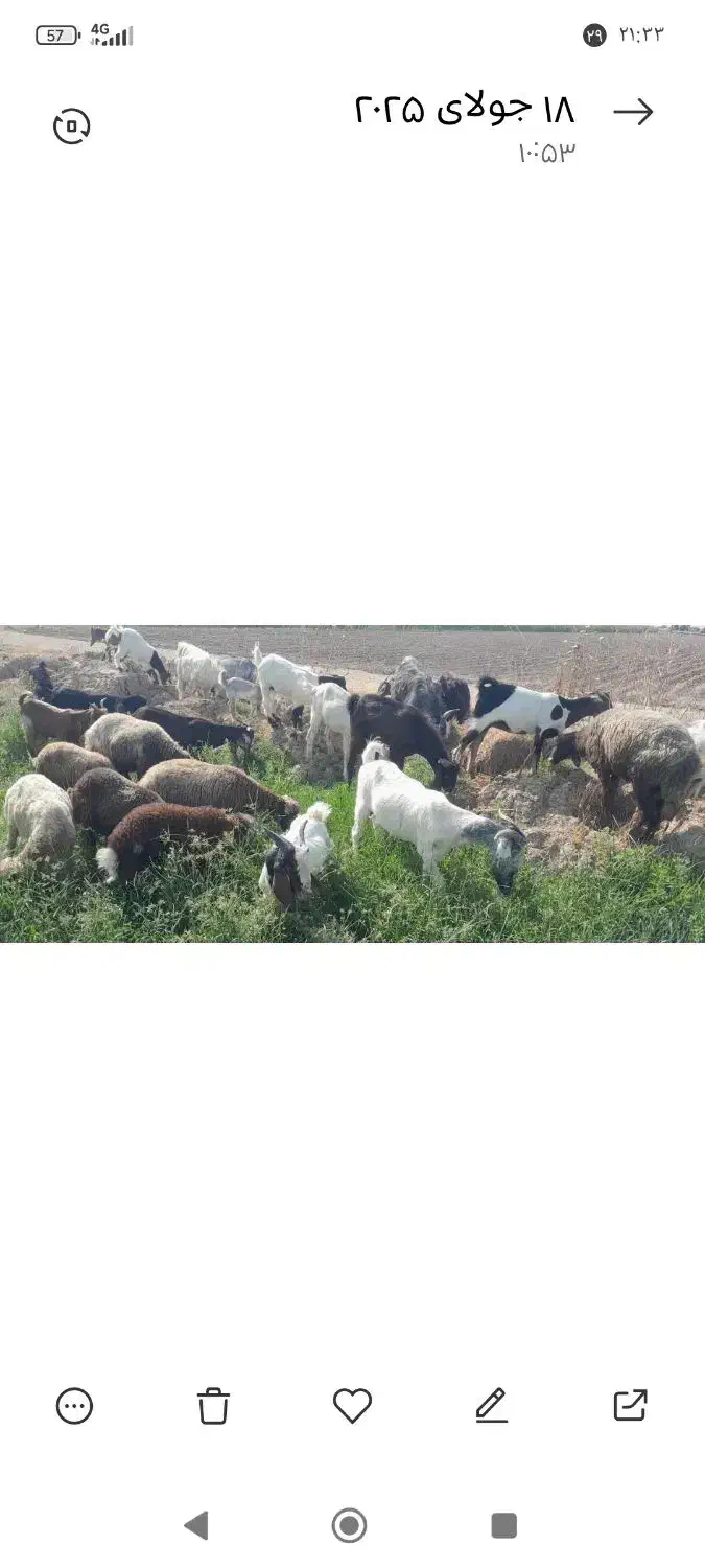 بز و میش|حیوانات مزرعه|دزفول, |دیوار