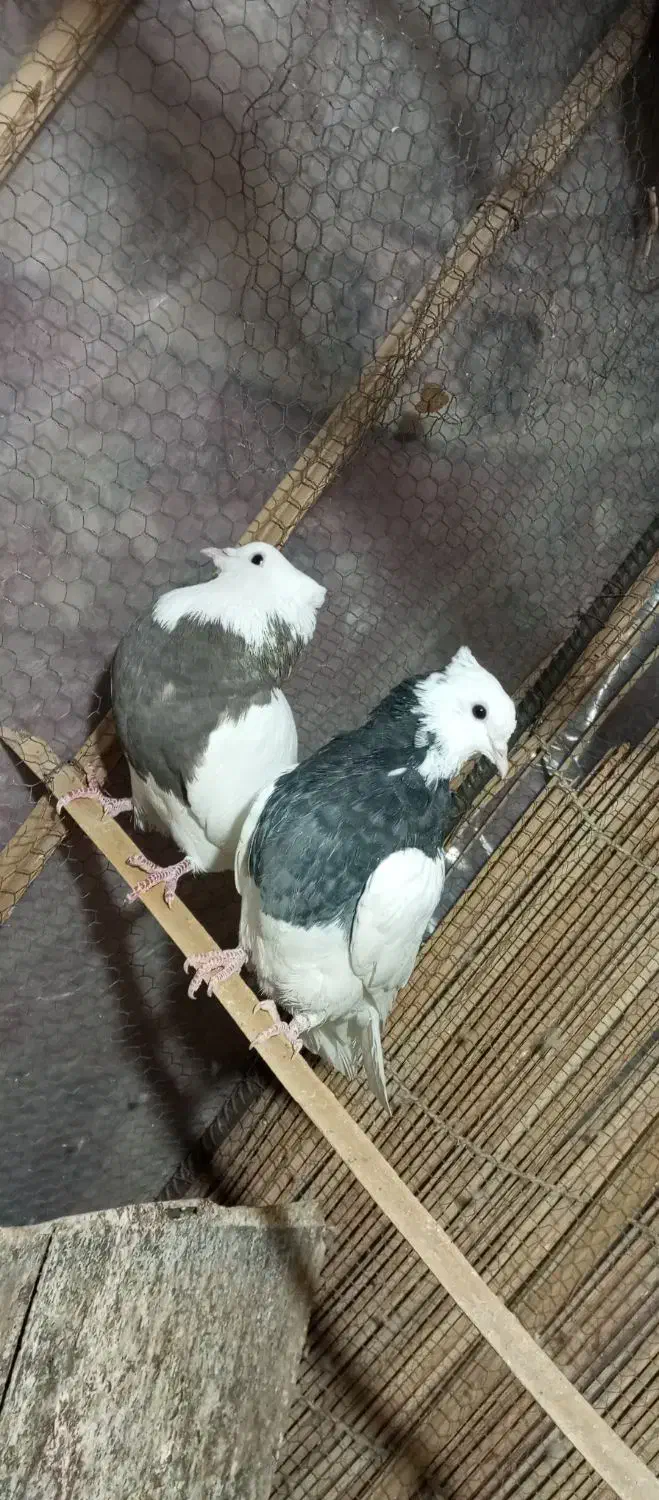 دو عدد کبوتر طوقی ماده|پرنده|سراوان, |دیوار