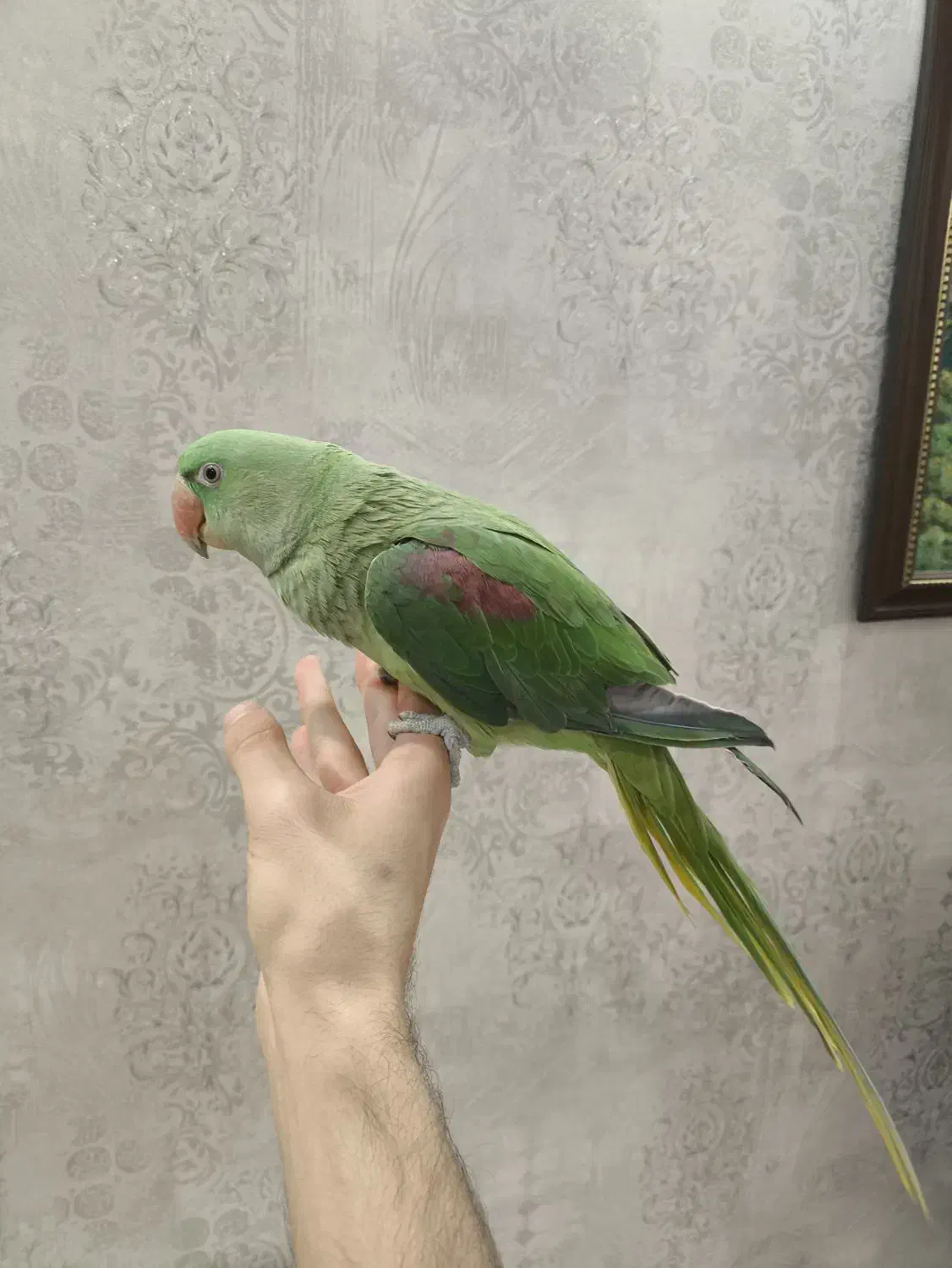 شاه طوطی رام و دستی|پرنده|پردیس, فاز ۸|دیوار