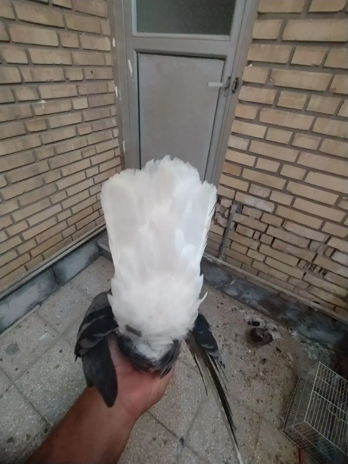 کبوتر رنگی|پرنده|بندر امام خمینی, |دیوار