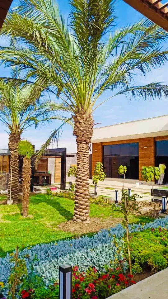 درخت نخل خوب میخای ما رو پیدا کن|خدمات باغبانی و درختکاری|آبپخش, |دیوار