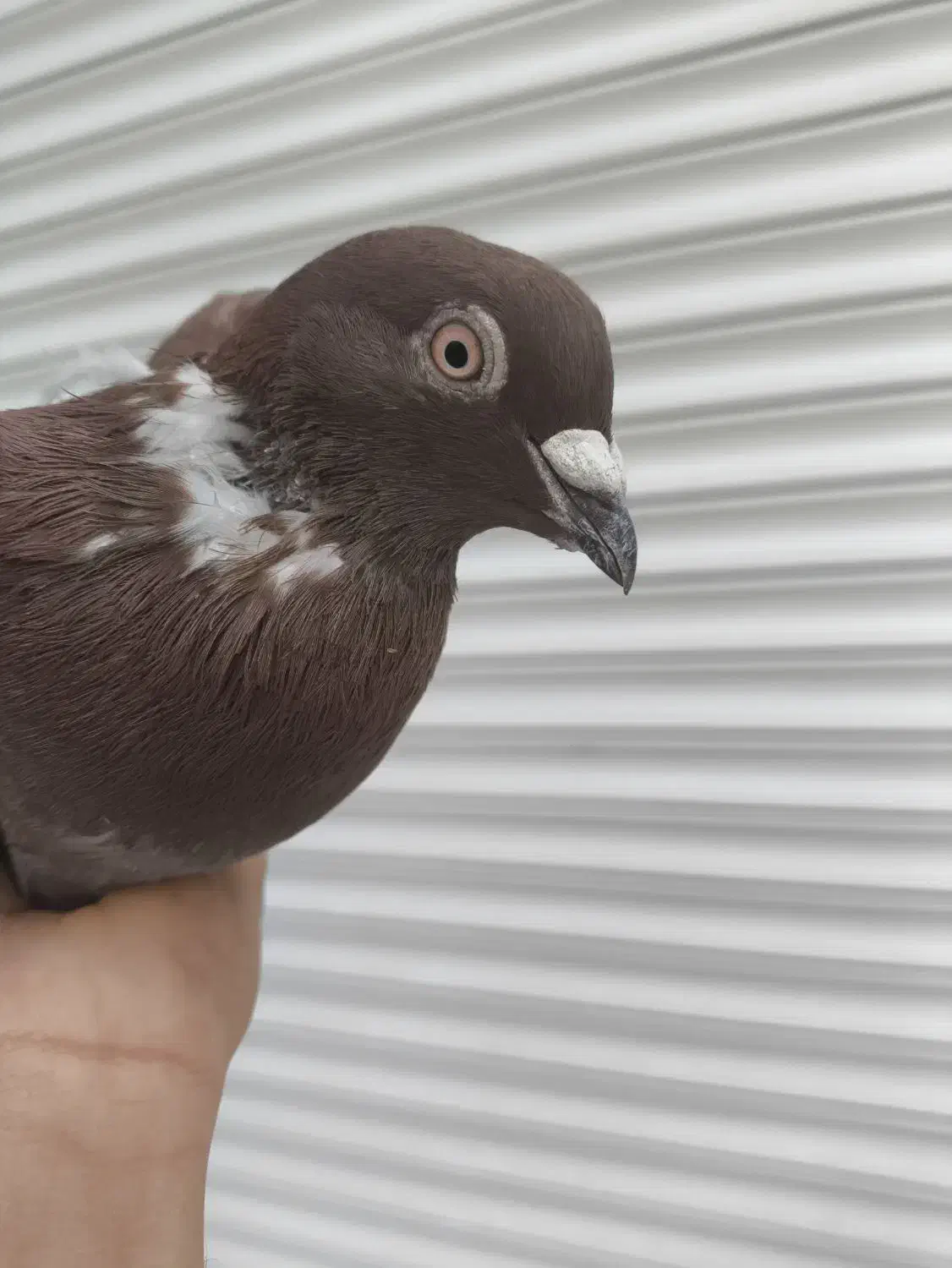 کبوتر|پرنده|کرباسک, |دیوار